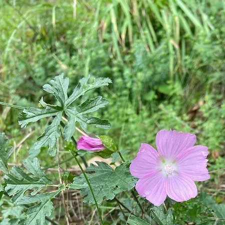 Tiny House - La Foret Du Dragon * Murols