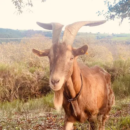 Tiny House - La Foret Du Dragon