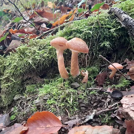 Tiny House - La Foret Du Dragon Parque de Campismo Murols