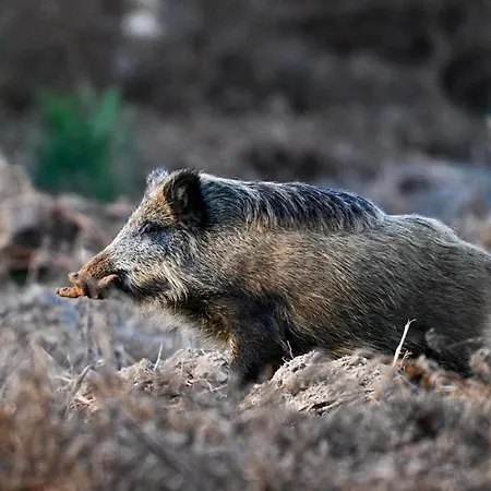 Parque de Campismo Tiny House - La Foret Du Dragon