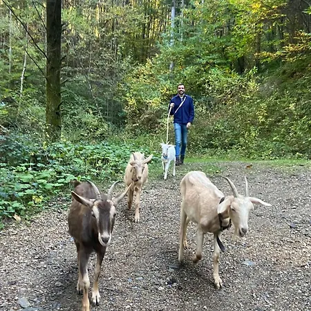 Tiny House - La Foret Du Dragon Parque de Campismo Murols