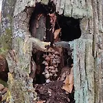 Tiny House - La Foret Du Dragon * Murols