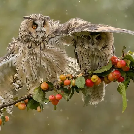 Tiny House - La Foret Du Dragon Camping *