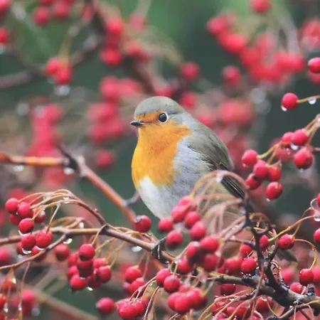 Camping Tiny House - La Foret Du Dragon *