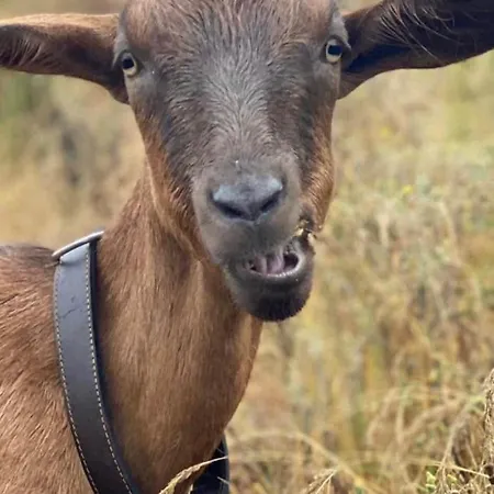 Camping Tiny House - La Foret Du Dragon Murols