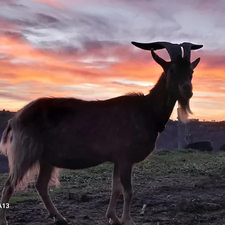 Tiny House - La Foret Du Dragon