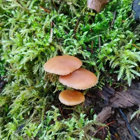 Camping Tiny House - La Foret Du Dragon *