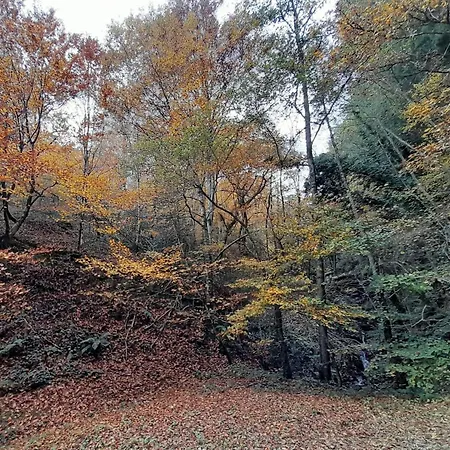 Tiny House - La Foret Du Dragon Camping *