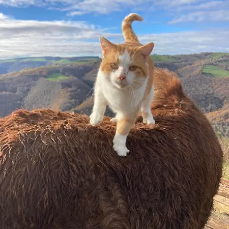 Tiny House - La Foret Du Dragon Murols