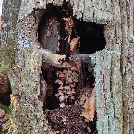 Tiny House - La Foret Du Dragon * Murols