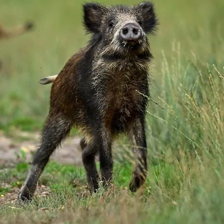 Tiny House - La Foret Du Dragon Camping *