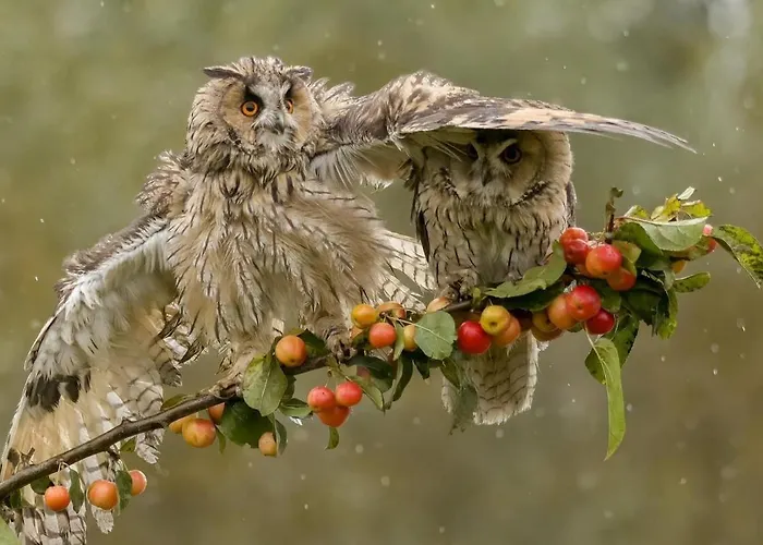 Tiny House - La Foret Du Dragon Camping *