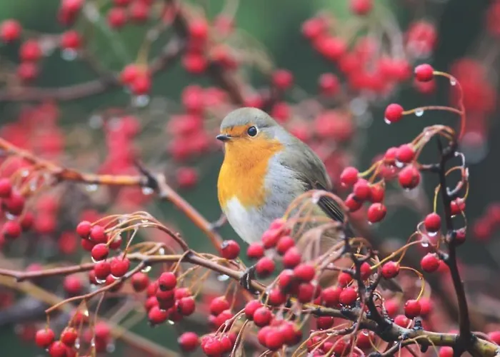 Camping Tiny House - La Foret Du Dragon *