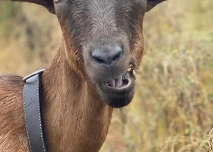 Camping Tiny House - La Foret Du Dragon Murols