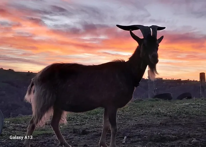 Tiny House - La Foret Du Dragon