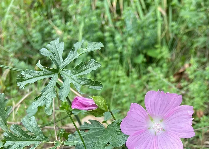 Tiny House - La Foret Du Dragon * Murols