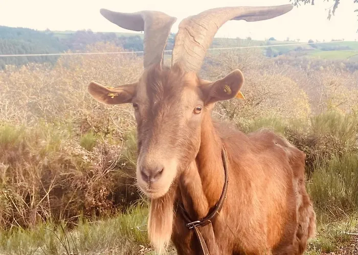 Tiny House - La Foret Du Dragon