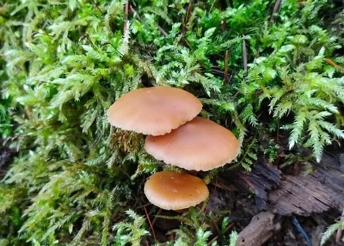 Camping Tiny House - La Foret Du Dragon *