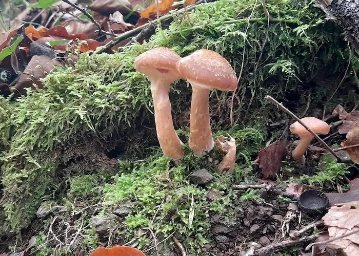 Tiny House - La Foret Du Dragon Camping Murols