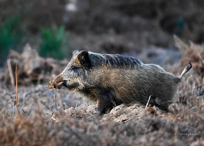 Camping Tiny House - La Foret Du Dragon