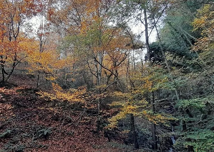 Tiny House - La Foret Du Dragon Camping *