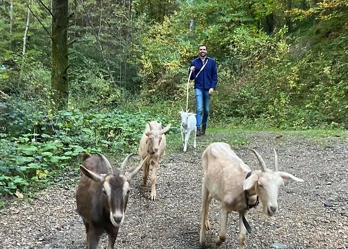 Tiny House - La Foret Du Dragon Camping Murols