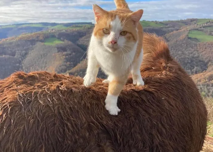 Tiny House - La Foret Du Dragon Murols