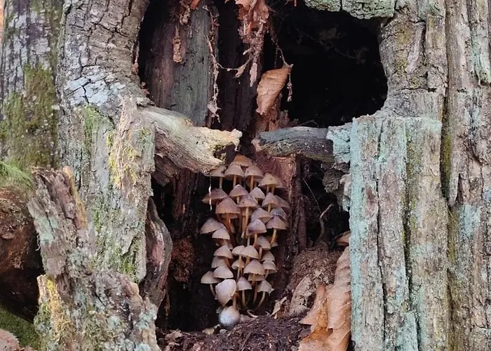 Tiny House - La Foret Du Dragon * Murols