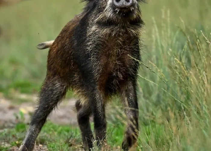 Tiny House - La Foret Du Dragon Camping *