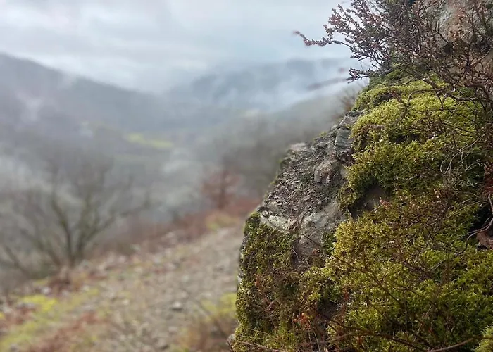 Tiny House - La Foret Du Dragon Camping *